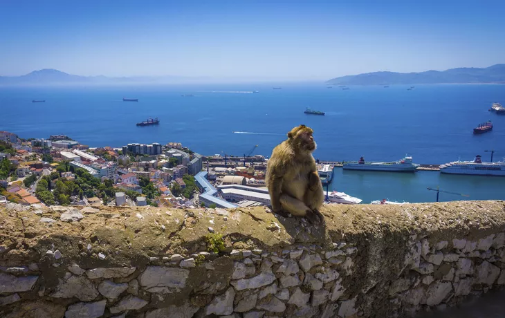 Berberaffe in Gibraltar