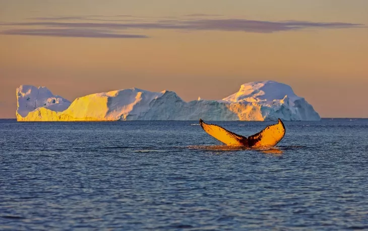 Whale Tauchen bei Ilulissat unter Eisbergen. Ihre Quelle ist der Jakobshavn-Gletscher. Die Quelle der Eisberge ist eine globale Erwärmung und katastrophales Auftauen von Eis, Disko Bay, Grönland - © vadim_petrakov - stock.adobe.com