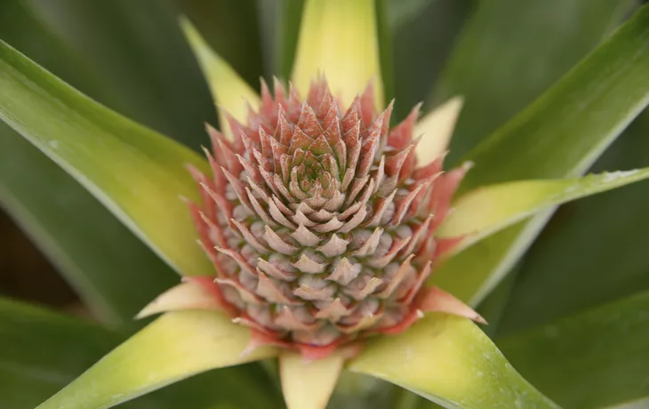 ©                                                        - Ananas im Wachstum