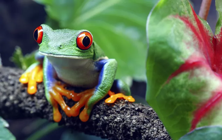 Rundreise durch Costa Rica mit Verlängerung