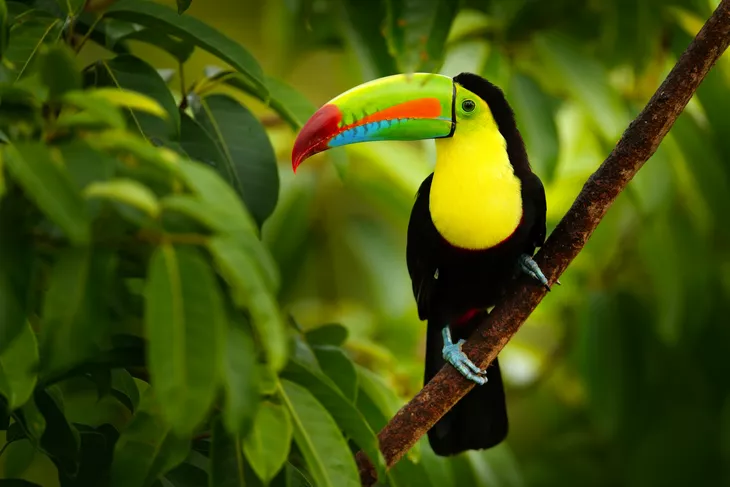 Tukan in Costa Rica - © ondrejprosicky - stock.adobe.com