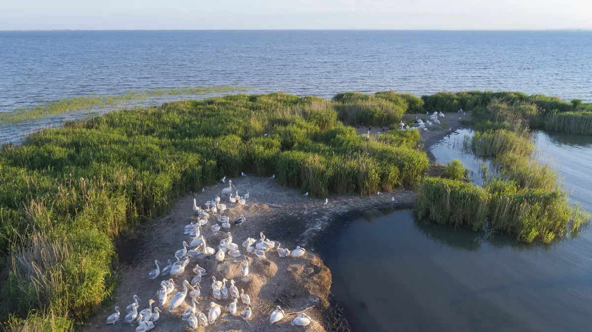 Pelikane im Donaudelta - © Getty Images/iStockphoto