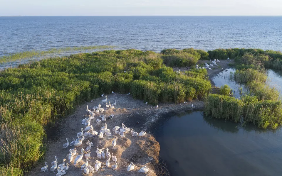 Pelikane im Donaudelta