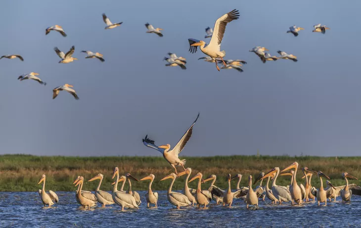 Weisse Pelikane, Donaudelta - © porojnicu - Fotolia