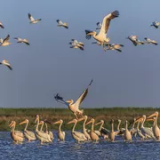 Weisse Pelikane, Donaudelta
