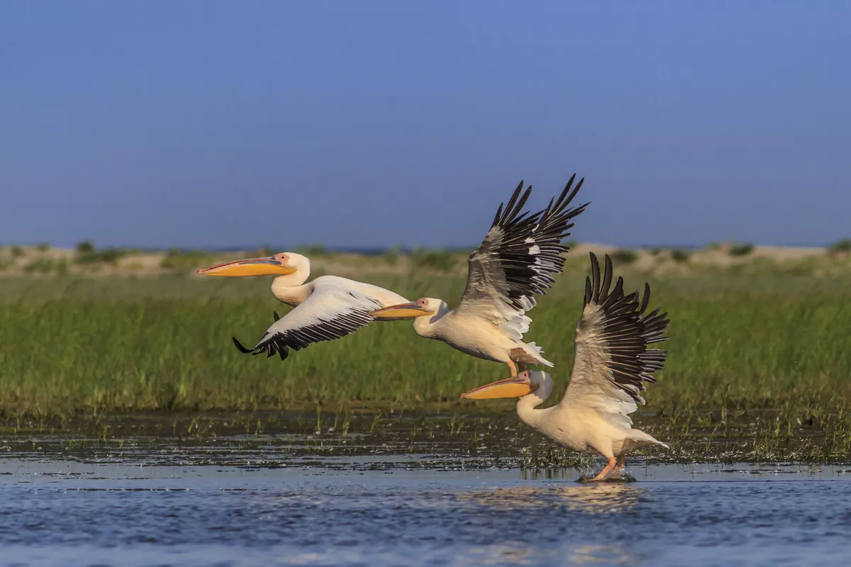 Dijon, Frankreich - © Tupungato - stock.adobe.com