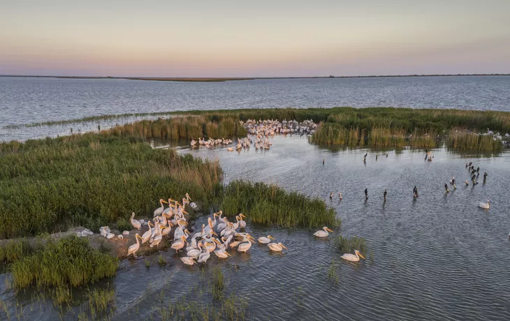 © Getty Images/iStockphoto - Pelikane im Donaudelta