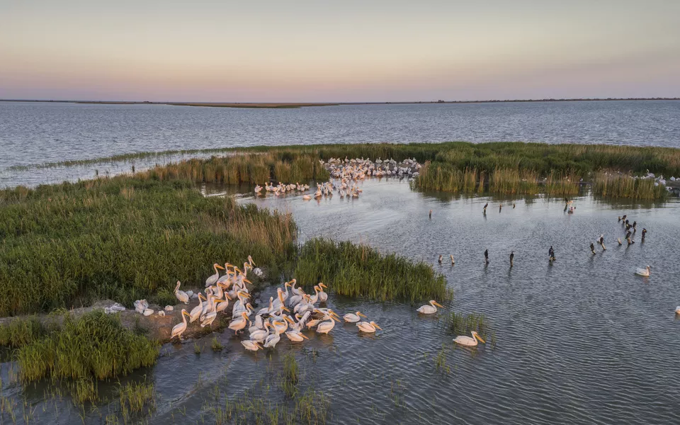 Pelikane im Donaudelta