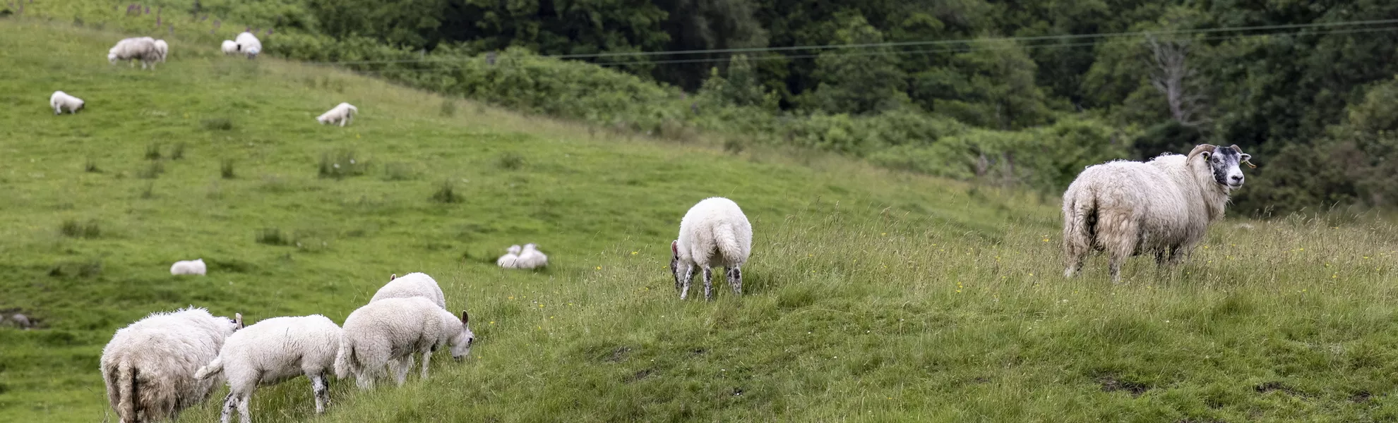 Schafe entlang Caledonian Canal - © Holger Leue / www.leue-photo.com