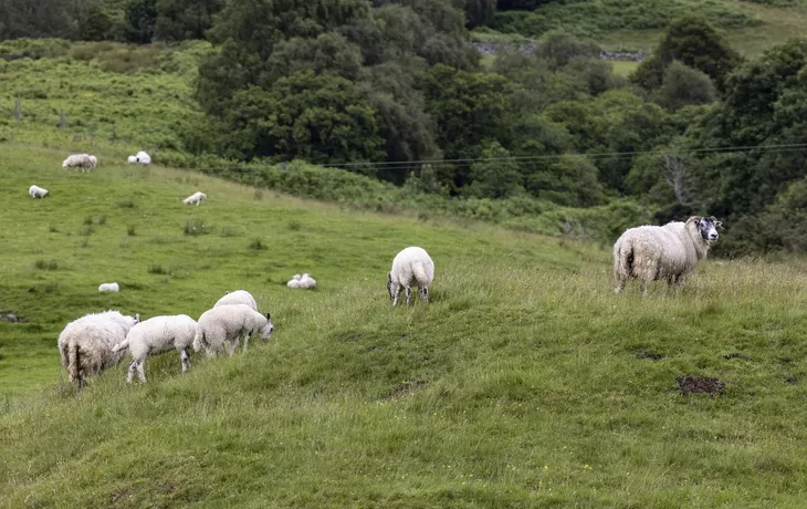 © Holger Leue / www.leue-photo.com - Schafe entlang Caledonian Canal