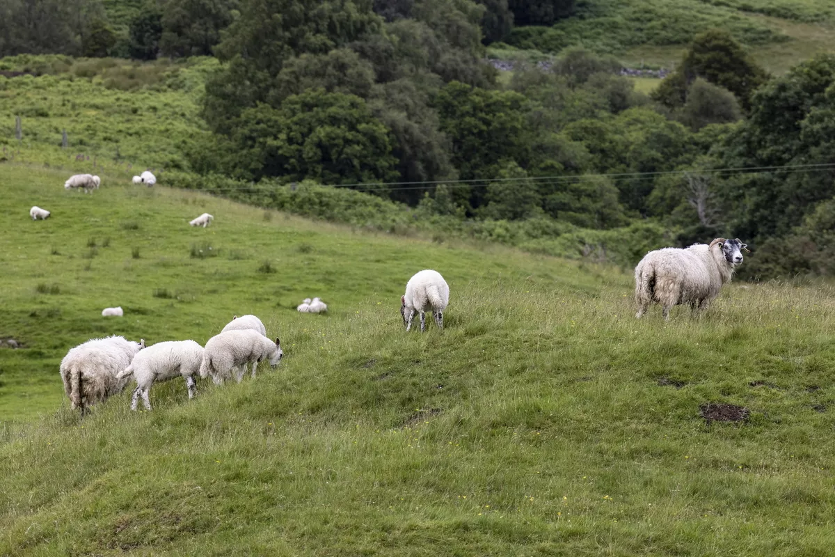 Schafe entlang Caledonian Canal - © Holger Leue / www.leue-photo.com