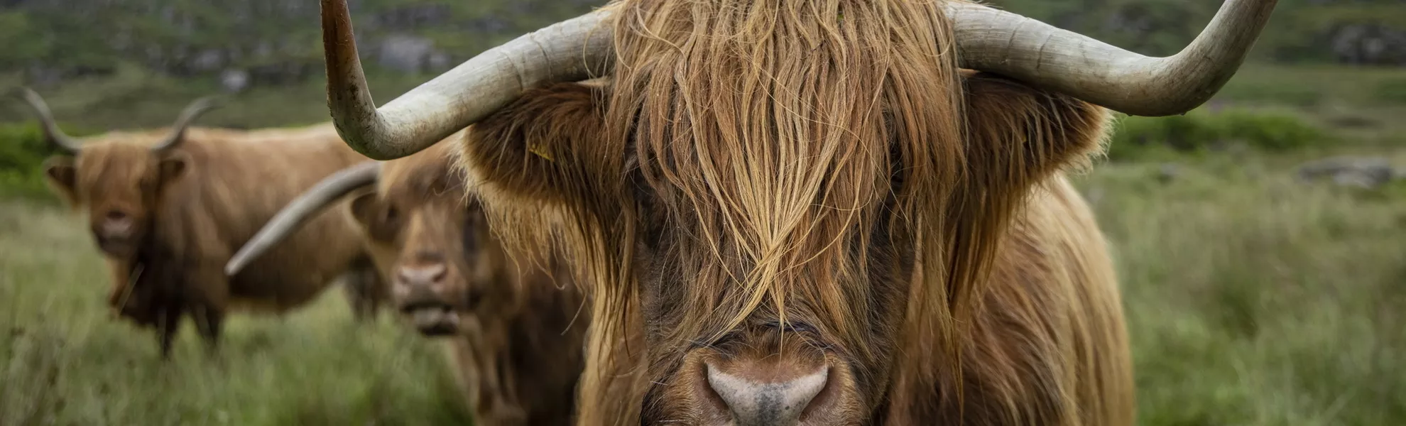Schottisches Hochlandrind, Isle of Mull - © Holger Leue / www.leue-photo.com