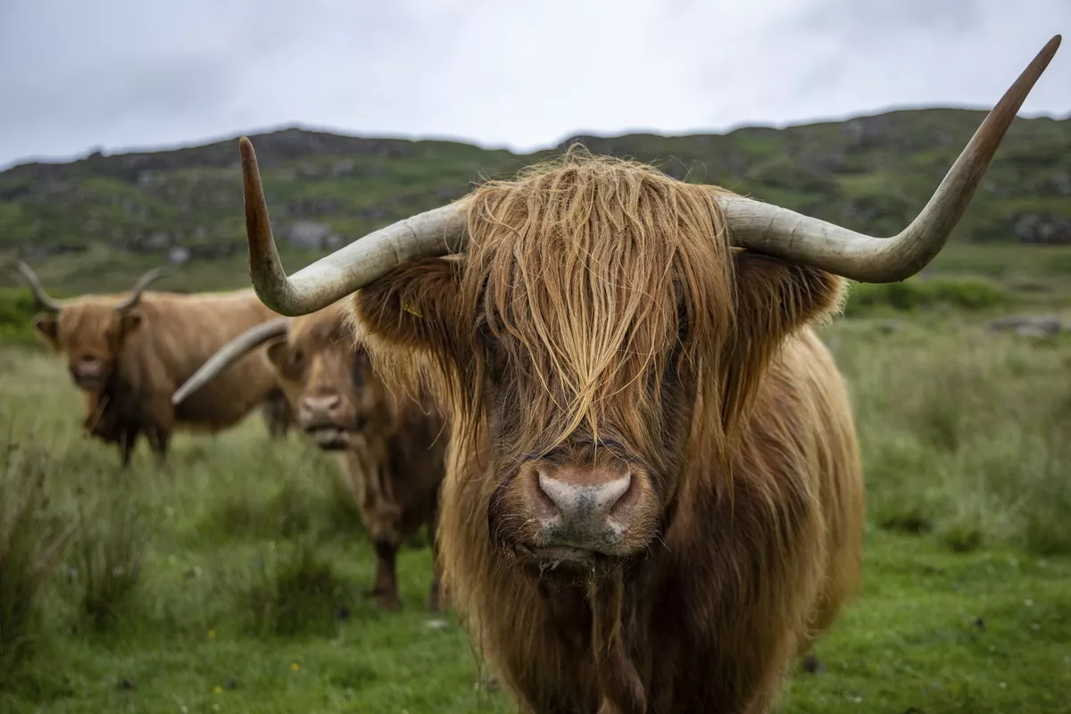 Schottisches Hochlandrind, Isle of Mull - © Holger Leue / www.leue-photo.com