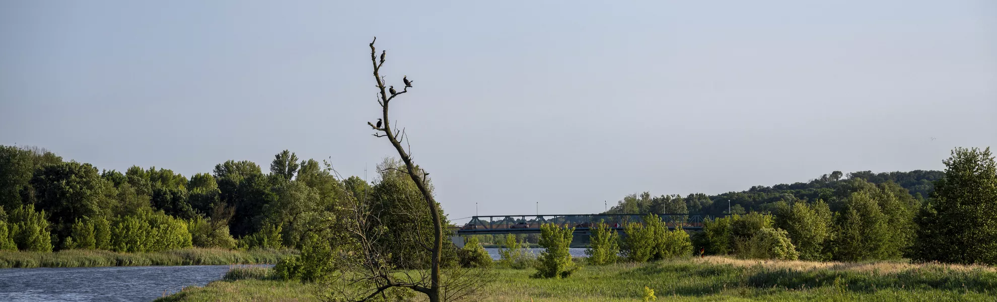 Entlang der Alten Oder