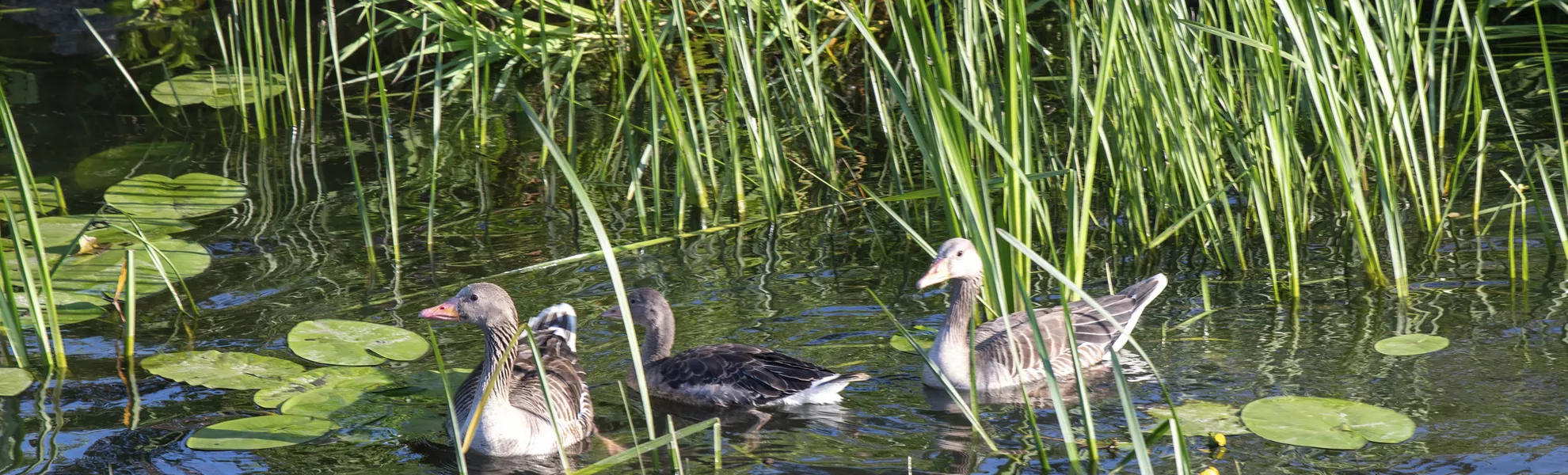 Enten in der Alten Oder