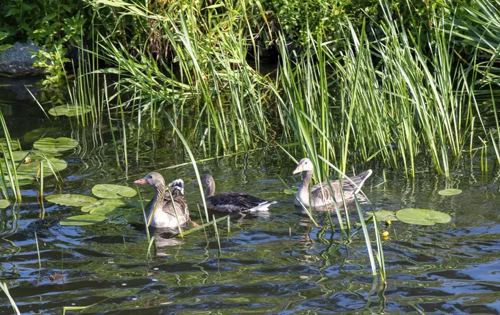 Enten in der Alten Oder