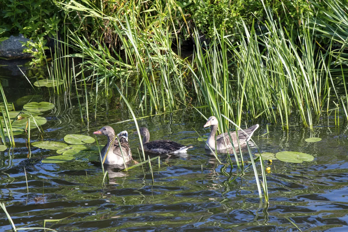 Enten in der Alten Oder