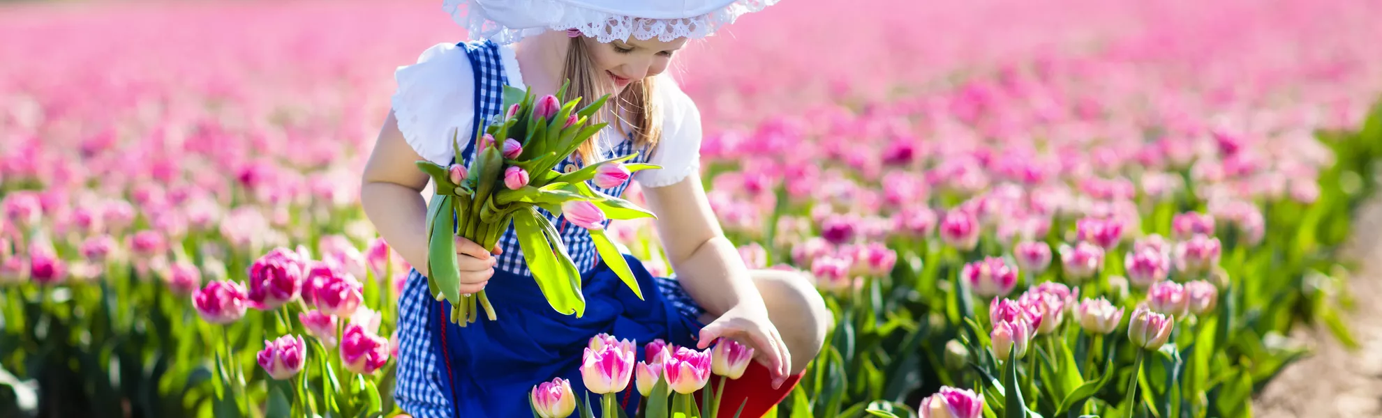 holländisches Tulpenfeld - © famveldman - stock.adobe.com