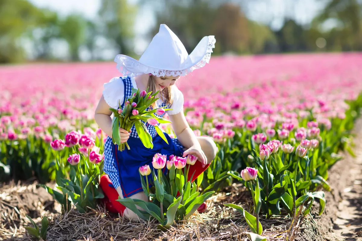 holländisches Tulpenfeld - © famveldman - stock.adobe.com