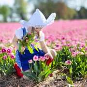 holländisches Tulpenfeld