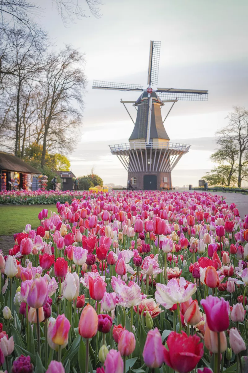 Keukenhof