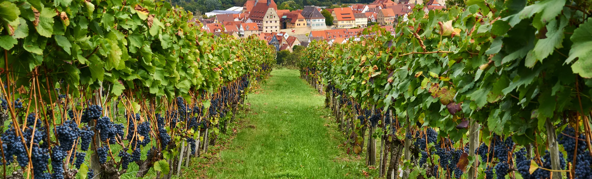 Blick durch Weinberge auf Besigheim - © Johanna Hurter - stock.adobe.com
