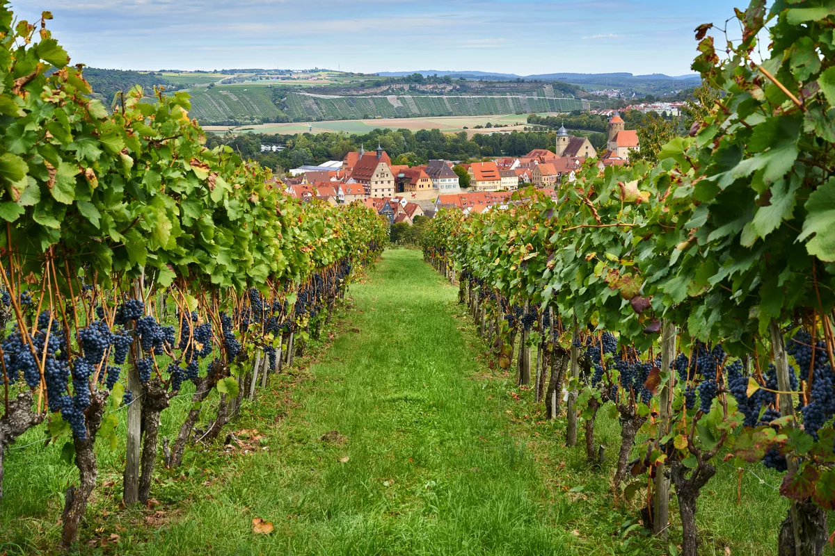 Blick durch Weinberge auf Besigheim - © Johanna Hurter - stock.adobe.com