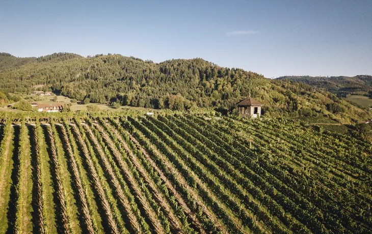 © Chris KellerSchwarzwald Tourismus - Badische Weinstrasse