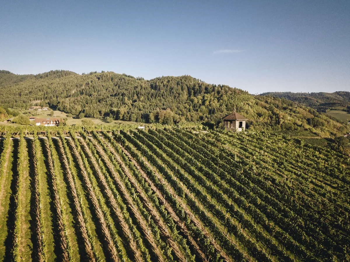 Badische Weinstrasse - © Chris KellerSchwarzwald Tourismus