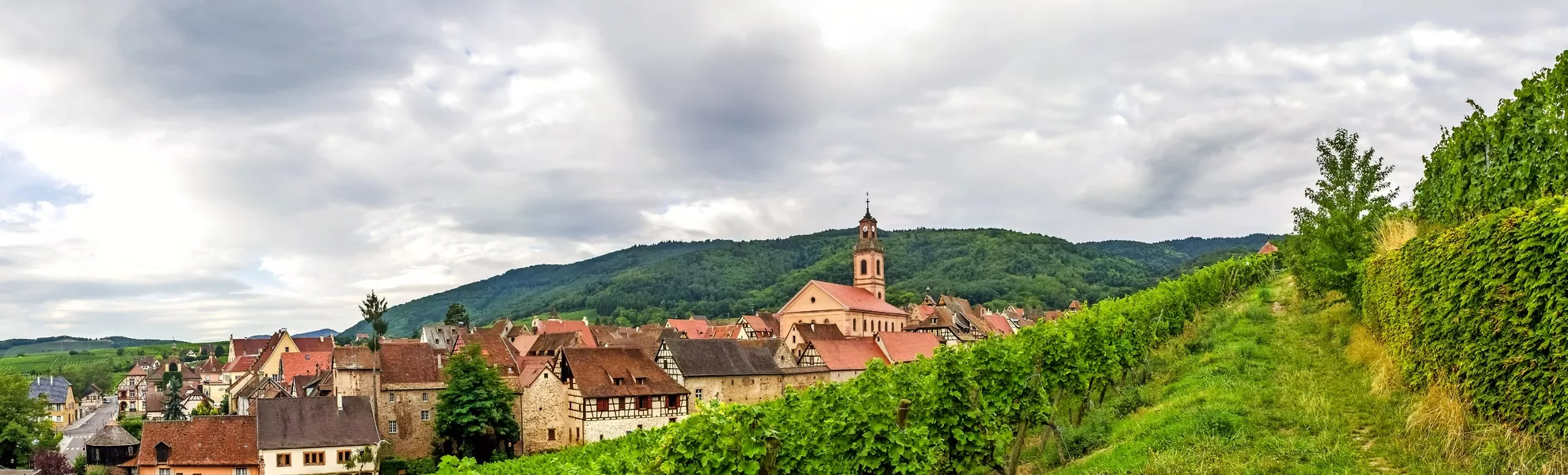 Weinberge im Elsass - © pure-life-pictures - stock.adobe