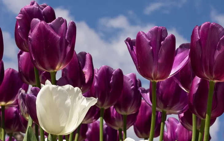 © sarenac77 - stock.adobe.com - weiße und violette Tulpen