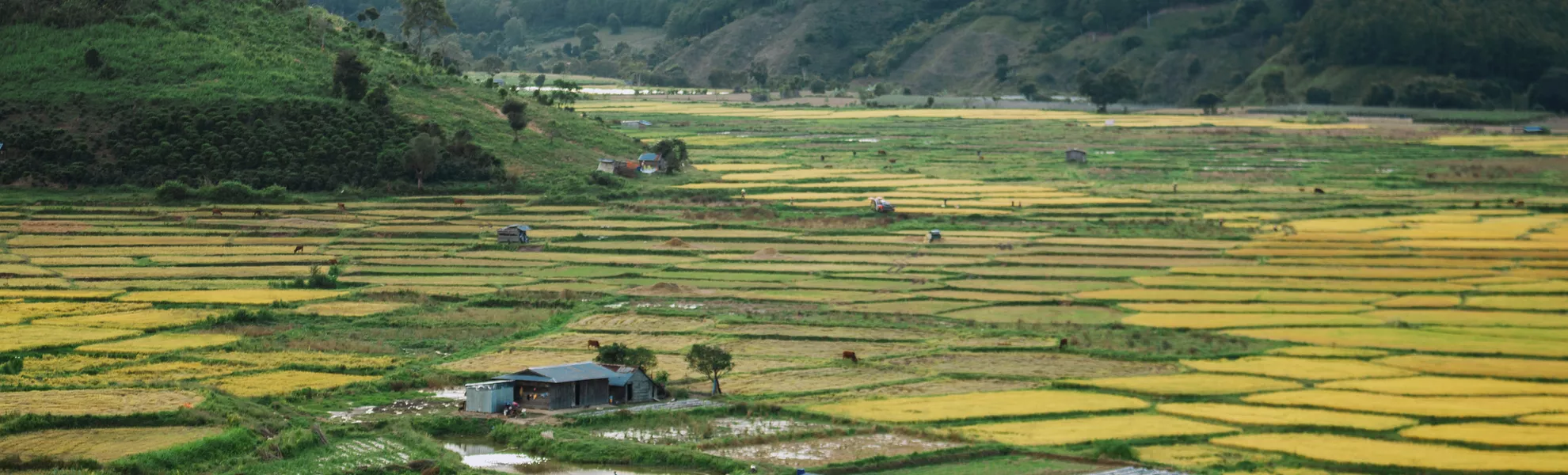 Reisfelder, Duong Lam