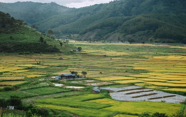 Reisfelder, Duong Lam