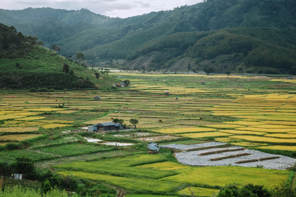 Reisfelder, Duong Lam