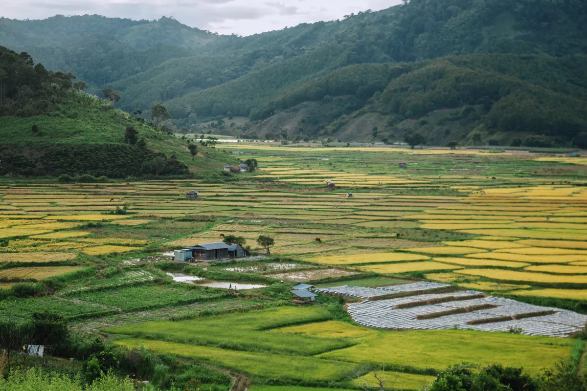 Reisfelder, Duong Lam