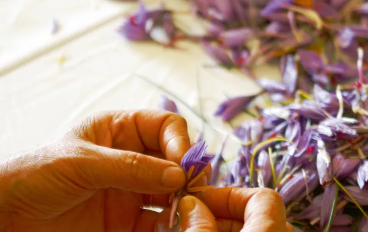 Baumsteigerfrosch - © kikkerdirk - Fotolia