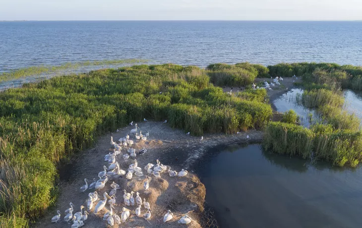 © Getty Images/iStockphoto - Pelikane im Donaudelta