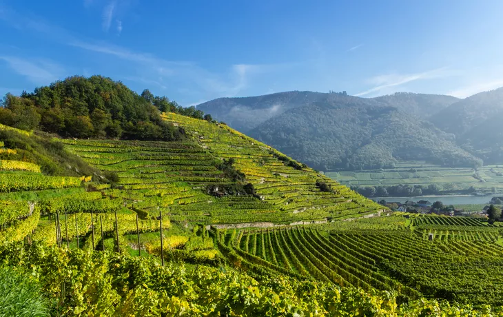 © stefan sio - stock.adobe.com - Weinterrassen in Spitz/Wachau,