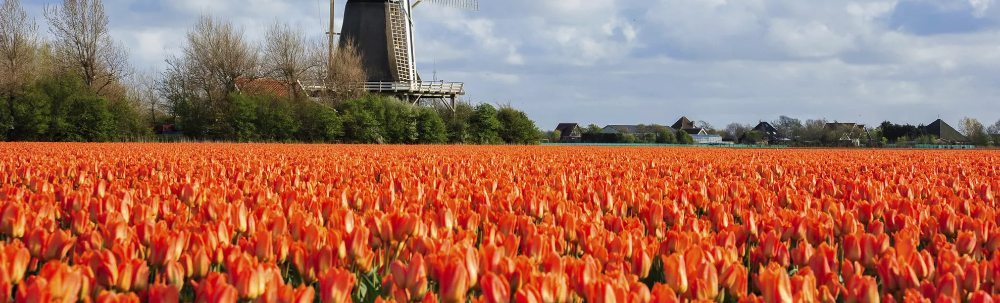 Tulpenfelder in Julianadorp