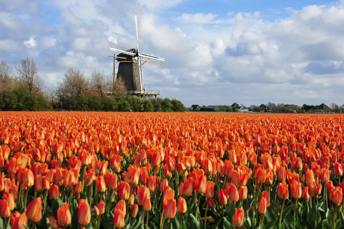 Tulpenfelder in Julianadorp