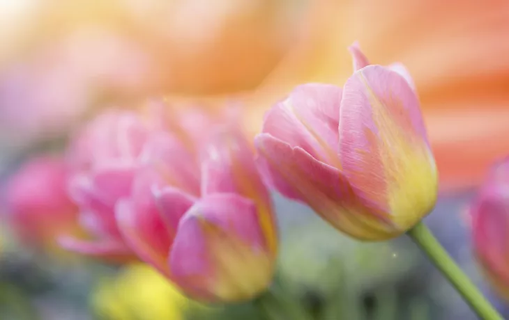 © Getty Images/iStockphoto - 1013458746