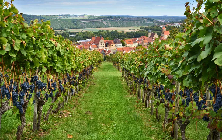© Johanna Hurter - stock.adobe.com - Blick durch Weinberge auf Besigheim