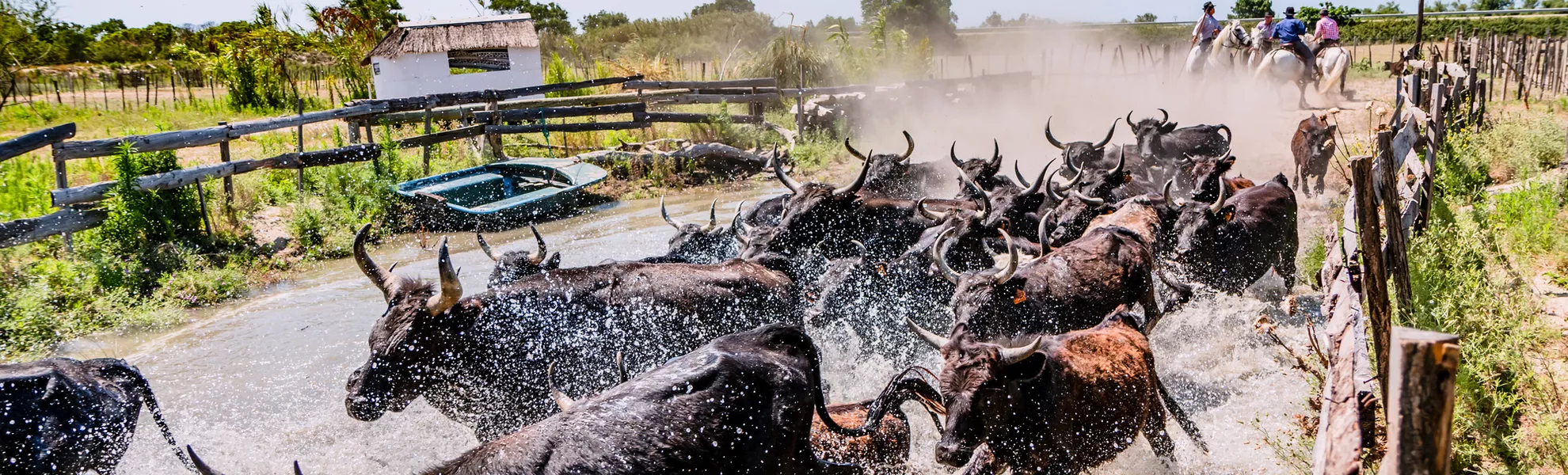 Stiere in der Camargue - MangAllyPop @ER | Photo