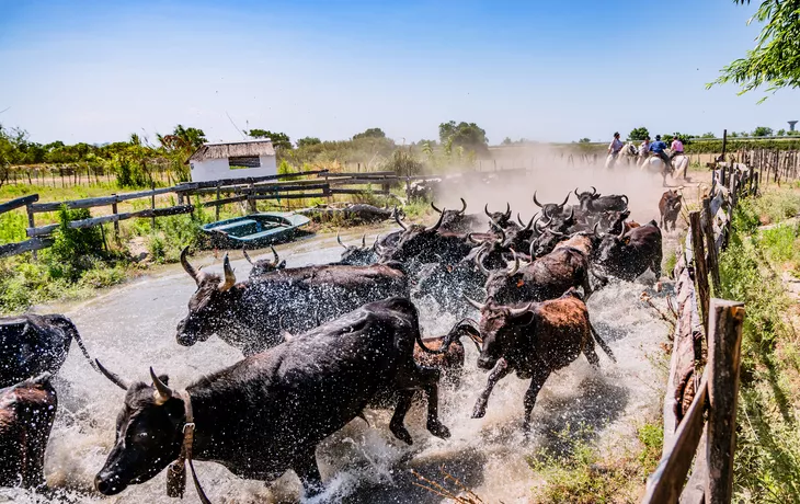 Stiere in der Camargue - MangAllyPop @ER | Photo