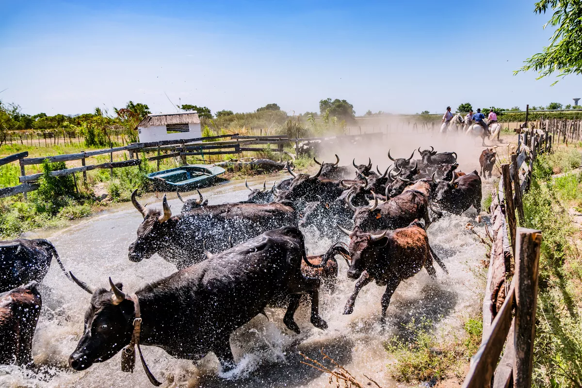 Stiere in der Camargue - MangAllyPop @ER | Photo