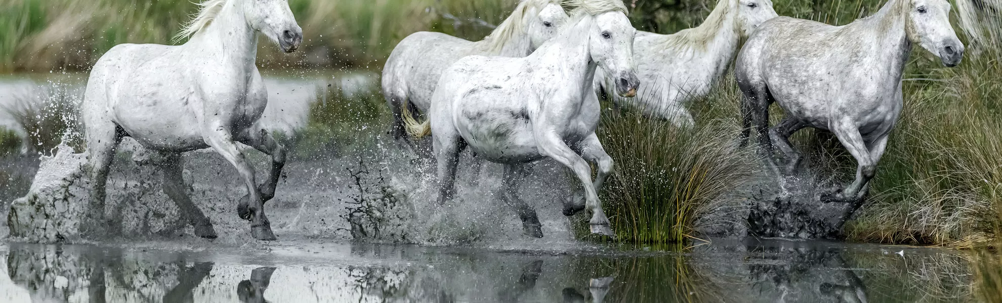 Wildpferde in der Camargue - © shutterstock_280048706