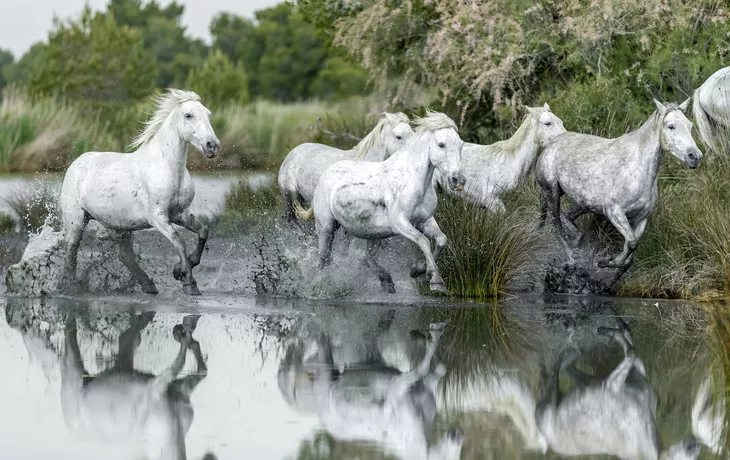 © shutterstock_280048706 - Wildpferde in der Camargue