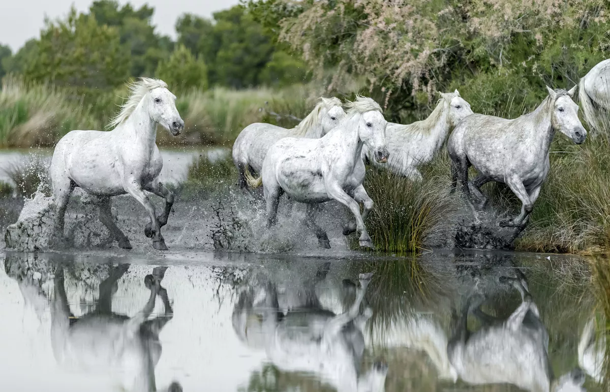 Wildpferde in der Camargue - © shutterstock_280048706