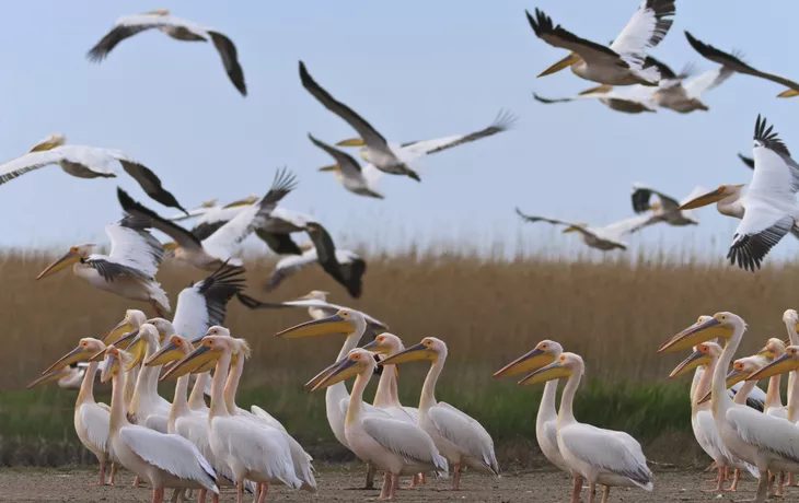 Pelikane im Donaudelta - © Getty Images/iStockphoto