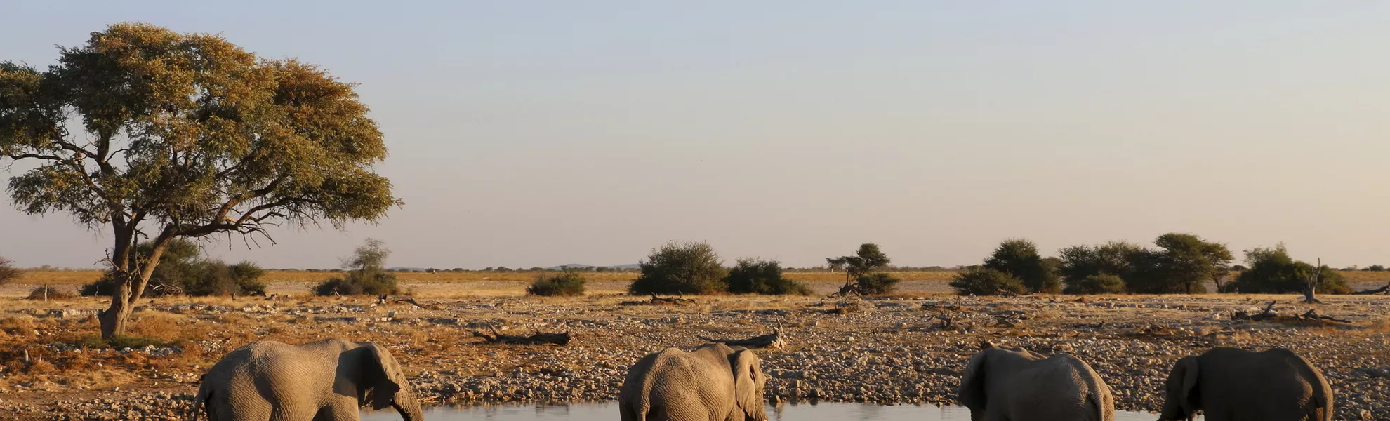 Elefantenherde in Namibia - © Getty Images/iStockphoto